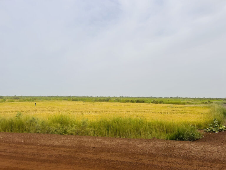 campo